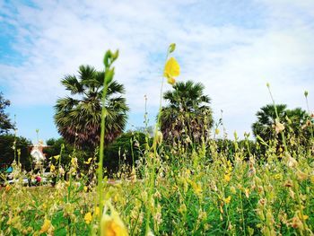 Yellow flowering plants on field against sky