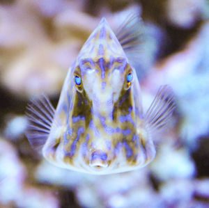 Close-up of jellyfish in aquarium