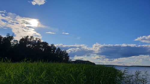 Scenic view of trees against blue sky