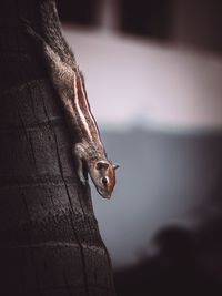 Close-up of squirrel on wall