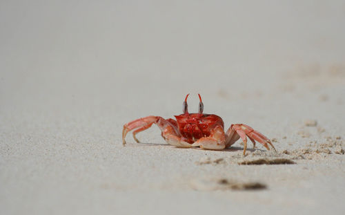 Close-up of crab on sandy beach