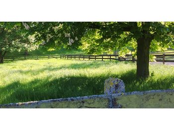 Trees in park