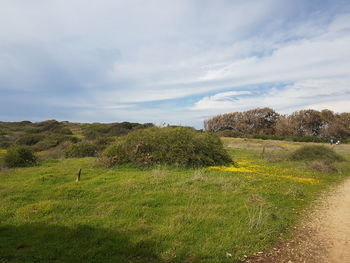 Scenic view of field against sky