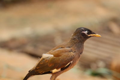 Close-up of bird perching