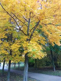 Trees in autumn