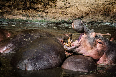 Turtle on rock by river