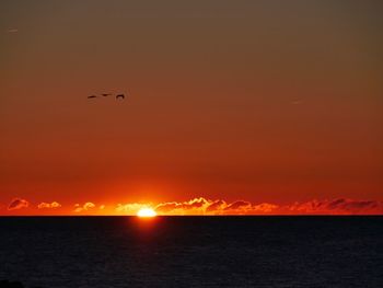 Silhouette birds flying over sea against orange sky