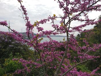 Low angle view of flower trees against sky