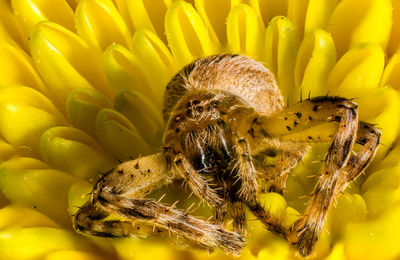 Close-up of insect on yellow sunflower
