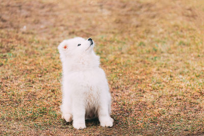 Cat sitting on field