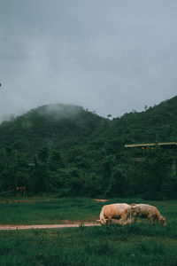 Sheep grazing in a field