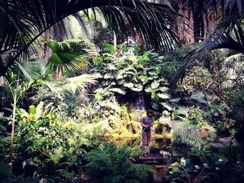 Plants and trees in forest