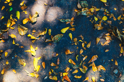 High angle view of leaves floating on water