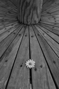 High angle view of flowering plant on wooden plank