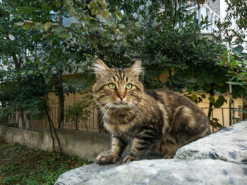 Portrait of tabby cat on tree