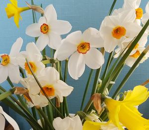 Close-up of white daffodil