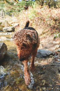 Happy wet erdelterier purebred dog standing in water of flowing creek in nature