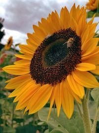 Close-up of honey bee on sunflower