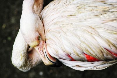 Close-up of a flamingo from above
