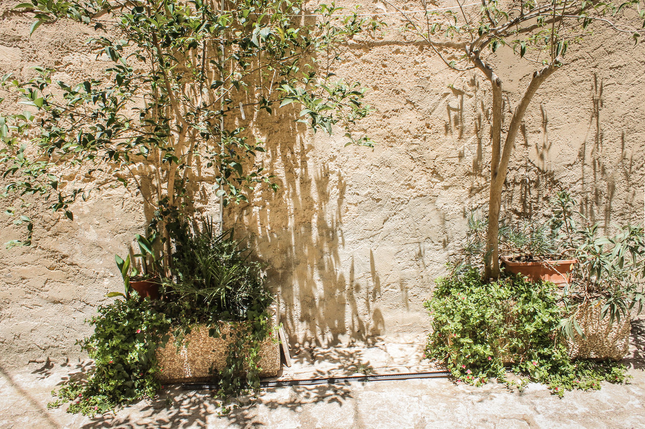 PLANTS AND TREES GROWING ON WALL