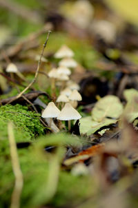 Close-up of fresh green leaves