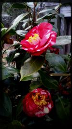 Close-up of pink rose