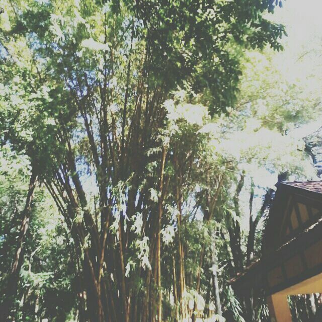 tree, low angle view, growth, built structure, architecture, building exterior, branch, nature, day, outdoors, sky, green color, house, no people, plant, leaf, residential building, clear sky, roof, residential structure