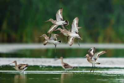 Seagulls flying over lake