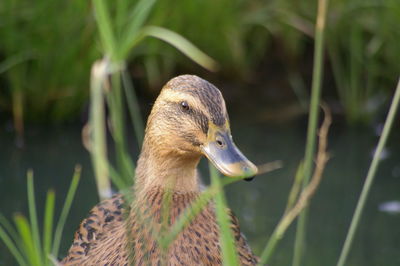 Close-up of bird on plant