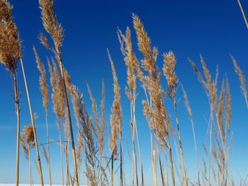 Low angle view of stalks against blue sky