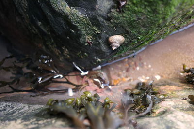 Close-up of lizard on tree trunk