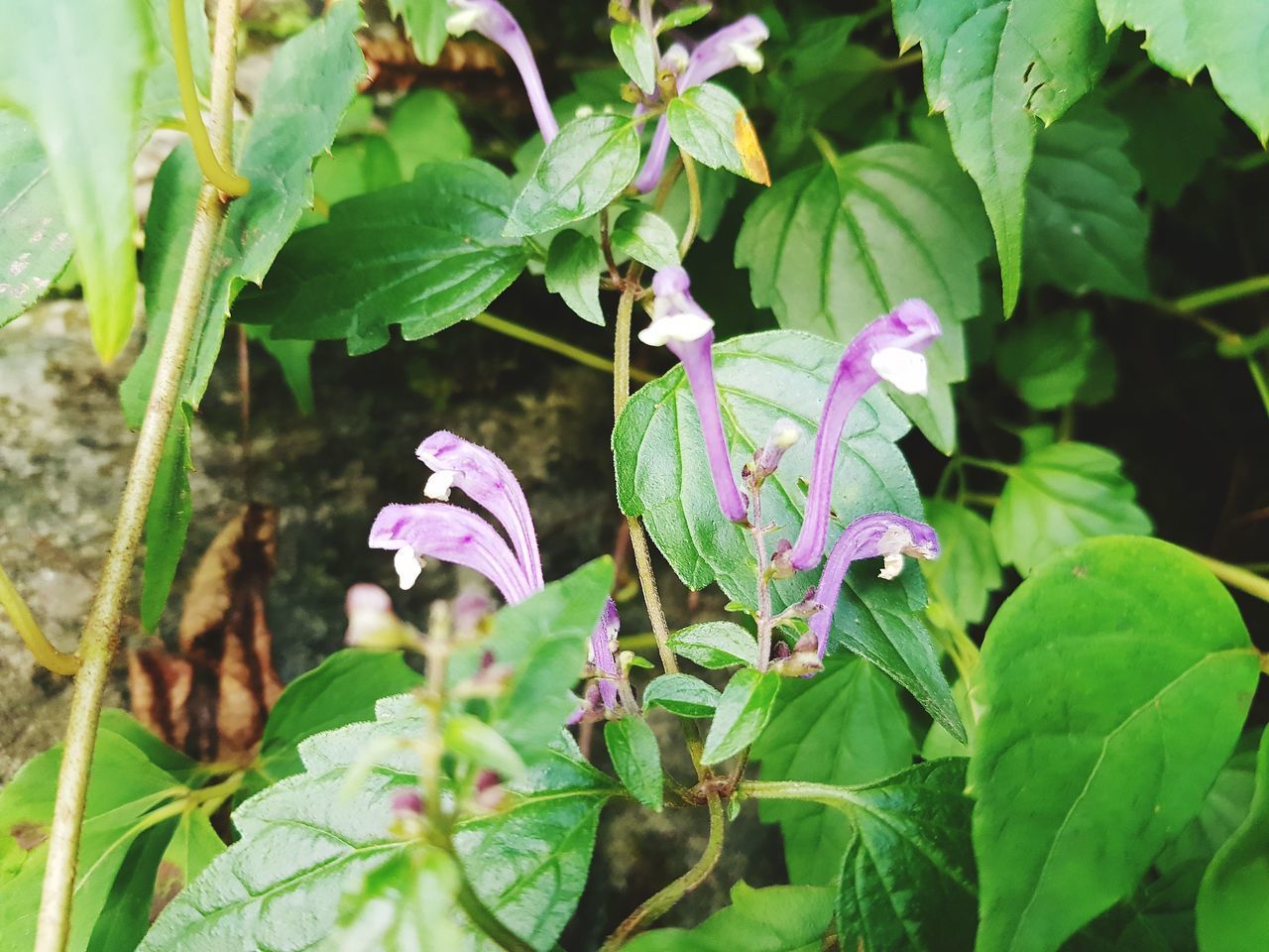 CLOSE-UP OF FRESH PURPLE FLOWERING PLANT