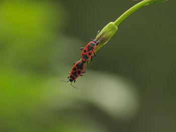 Close-up of butterfly on leaf