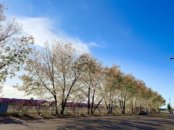 Trees by road against blue sky