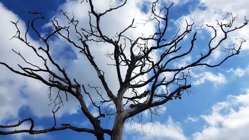 Low angle view of bare tree against blue sky