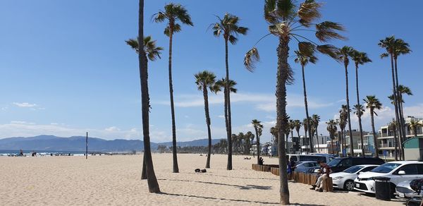 Panoramic view of palm trees on beach against sky