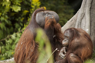 Dublin zoo 