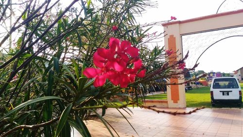 Close-up of red flowers blooming on tree