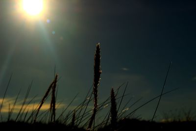 Low angle view of cactus growing on field against sky
