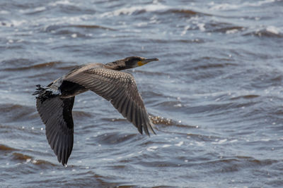 Bird flying over sea