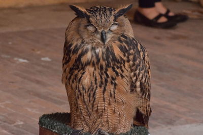 Close-up of owl