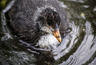 Close-up of bird swimming on lake