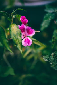 Close-up of pink flowering plant