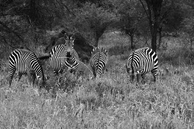 Zebras in a field