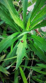 Close-up of ladybug on leaf