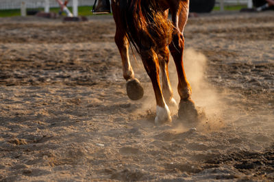 Horses on sand