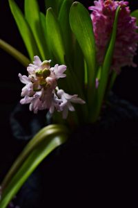 Close-up of flowers blooming outdoors