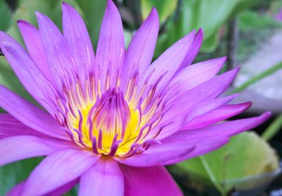 Close-up of pink water lily
