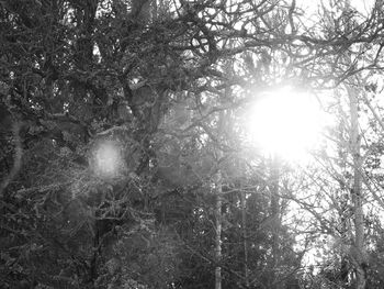 Low angle view of trees in forest