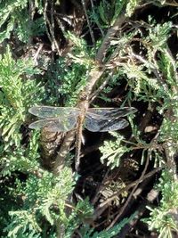 High angle view of insect on plant